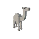 Dromedary Camel