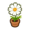 white-cosmos plant