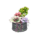 succulent plant