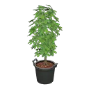 schefflera
