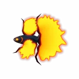 Burnt Betta