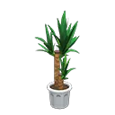 yucca