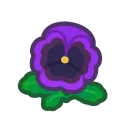 purple pansies