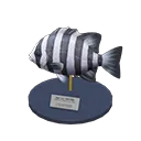 barred knifejaw model