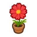 red-cosmos plant