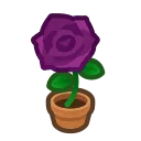 purple-rose plant
