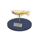 killifish model
