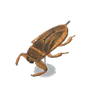 giant water bug model