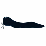 Chasm Leech