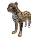 Ocelot