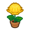 yellow-mum plant