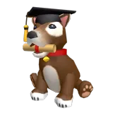 Diploma Dog