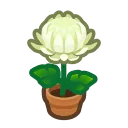 white-mum plant