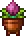 Plantera Seedling