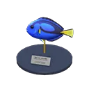 surgeonfish model