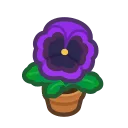 purple-pansy plant