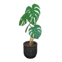 monstera