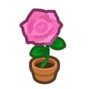 pink-rose plant