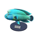 Napoleonfish model