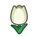 white tulips