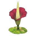 titan arum