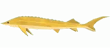 Solarseer Sturgeon