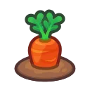 ripe carrot plant