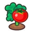 ripe tomato plant