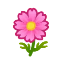 pink cosmos