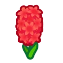 red hyacinths