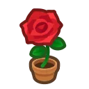 red-rose plant