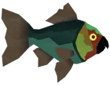 Parrotfish