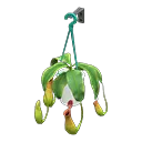 pitcher plant