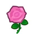 pink roses