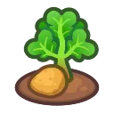 ripe potato plant